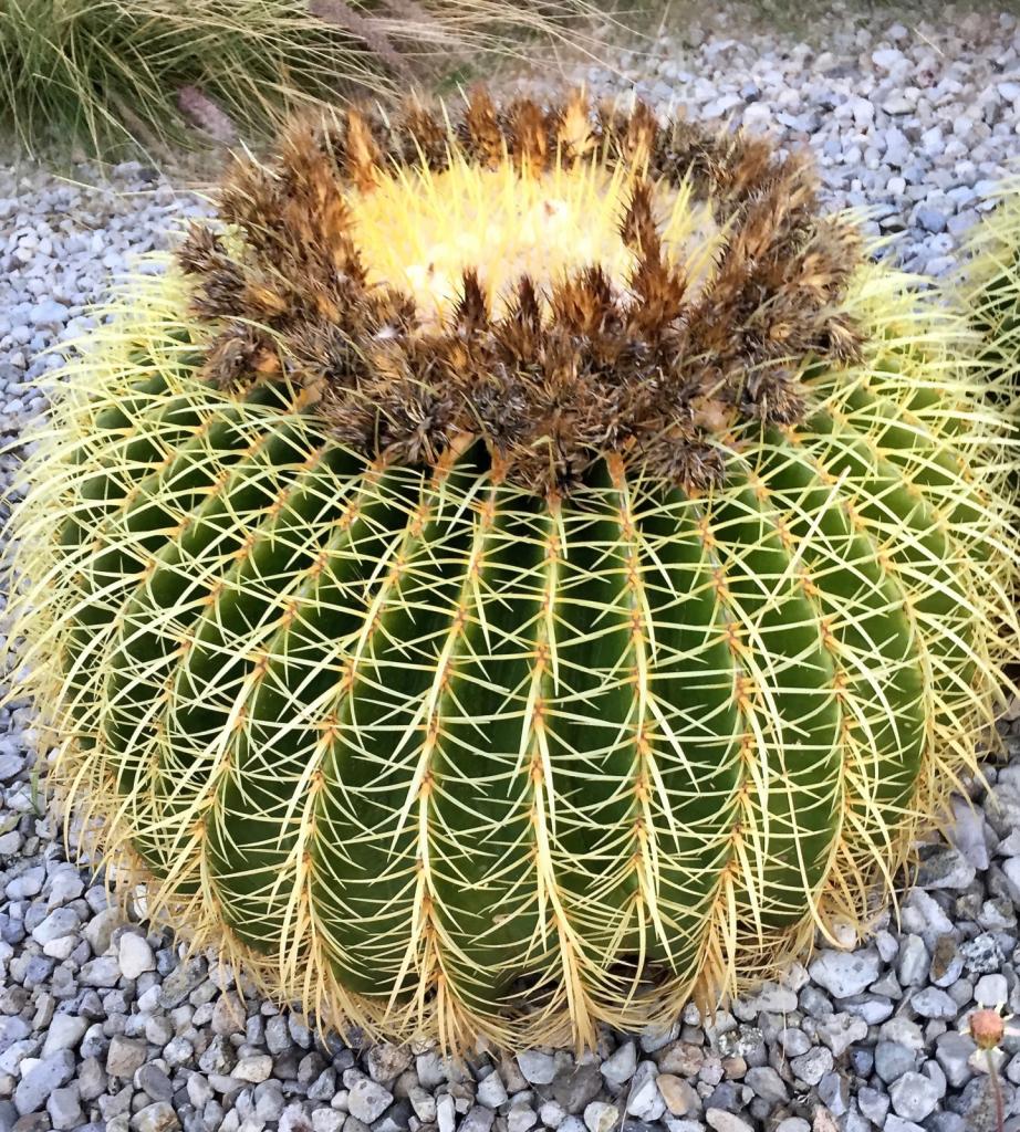 Golden globe cactus